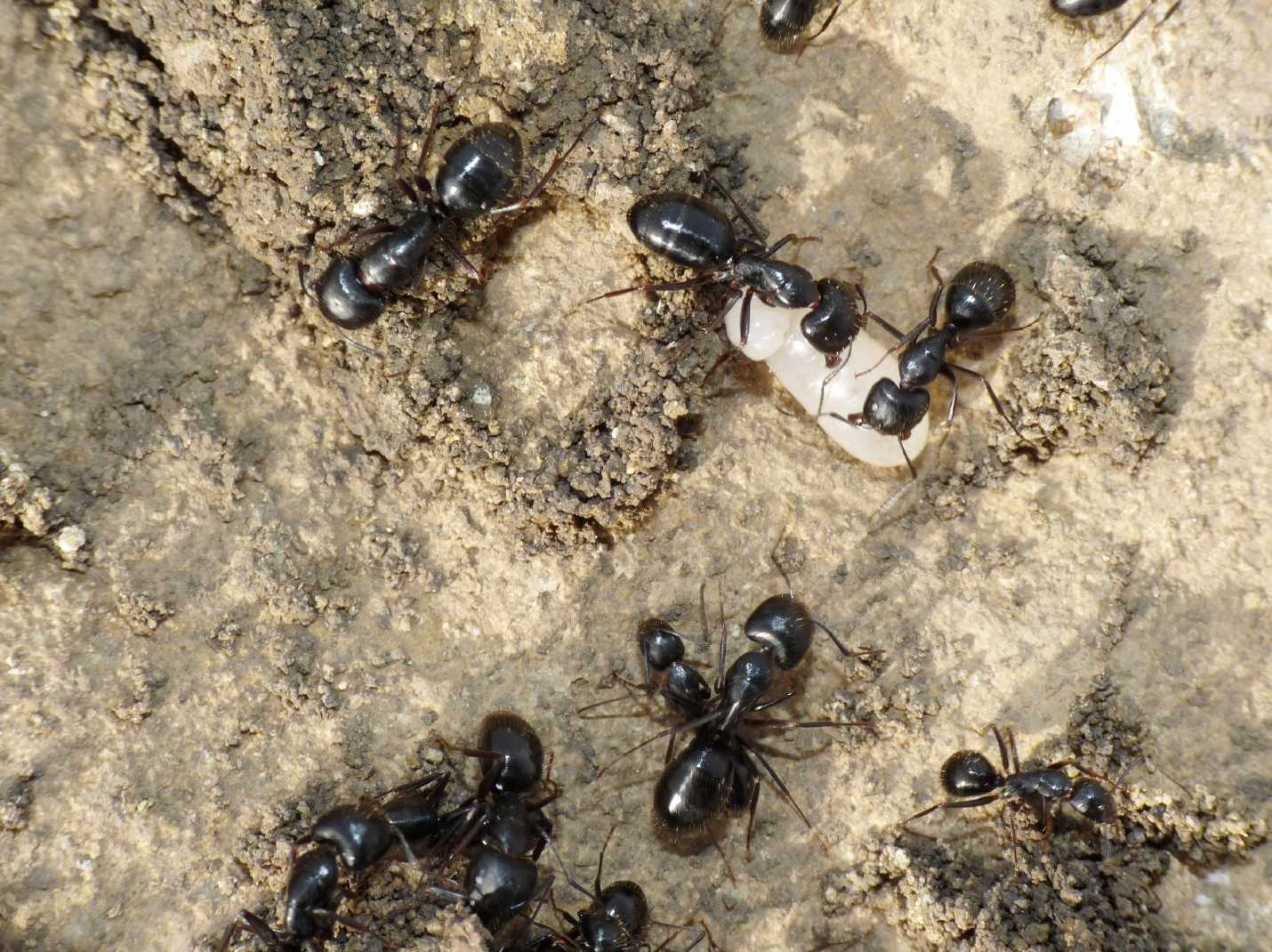 Camponotus aethiops (Formicidae)